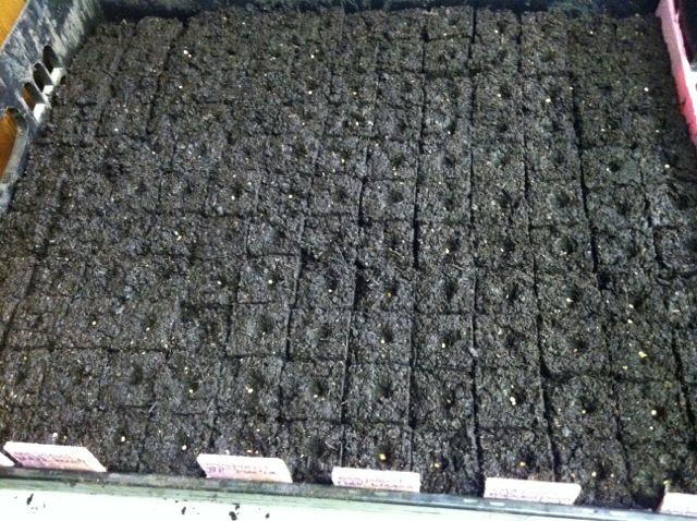 soil block tray with seeds