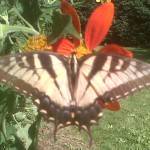 butterflyonredflower